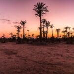 Marrakech-palm-grove-at-sunset