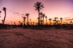 Marrakech-palm-grove-at-sunset