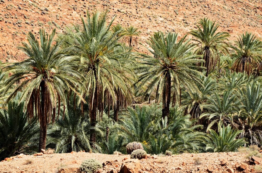 Oasis au Maroc